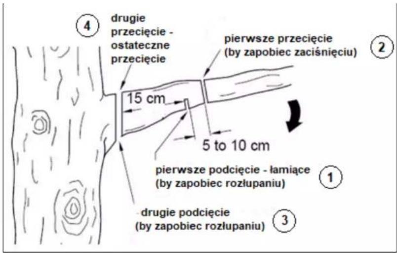 ④ drugie przecięcie - ostateczne przecięcie 15 cm pierwsze przecięcie (by zapobiec zaciśnięciu) 5 to 10 cm pierwsze podcięcie - łamiące (by zapobiec rozłupaniu) ① ③ drugie podcięcie (by zapobiec rozłupaniu)