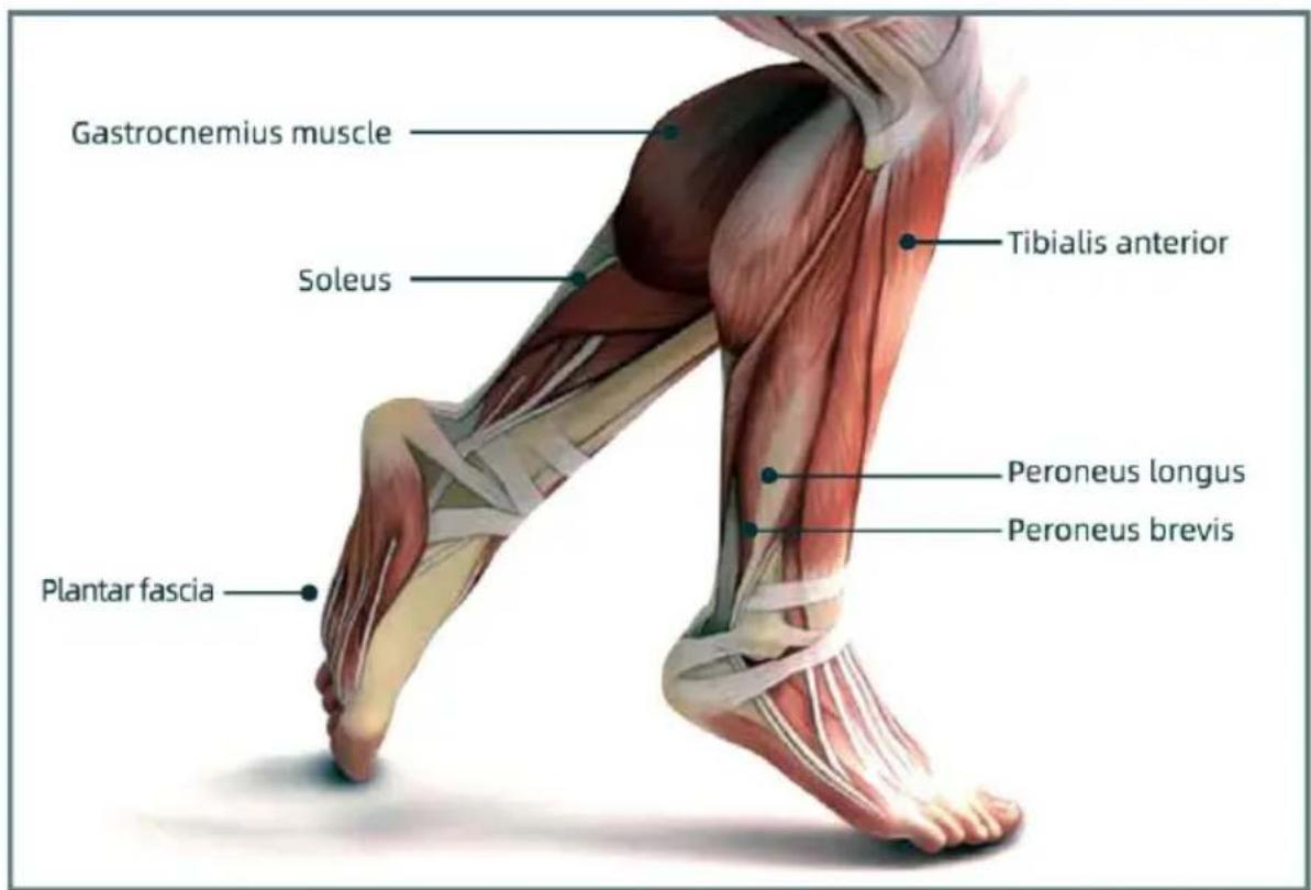 Gastrocnemius muscle Tibialis anterior Soleus Peroneus longus Peroneus brevis Plantar fascia