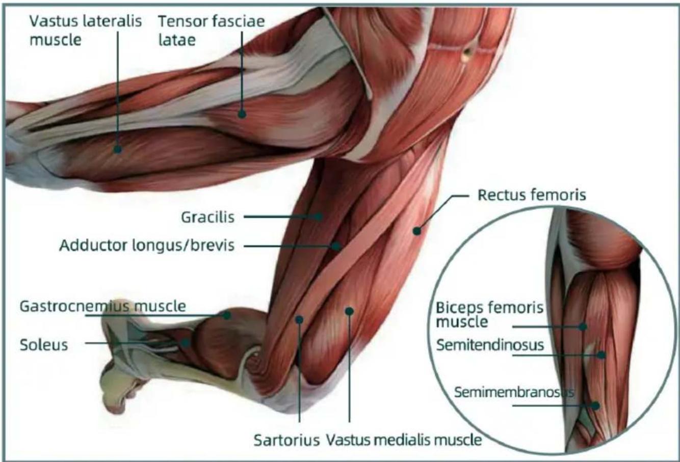 Vastus lateralis muscle Tensor fasciae latae Gracilis Adductor longus/brevis Gastrocnemius muscle Soleus Rectus femoris Biceps femoris muscle Semitendinosus Semimembranosus Sartorius Vastus medialis muscle
