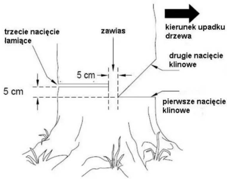 trzecie nacięcie lamiące 5 cm zawias kierunek upadku drzewa drugie nacięcie klinowe 5 cm pierwsze nacięcie klinowe