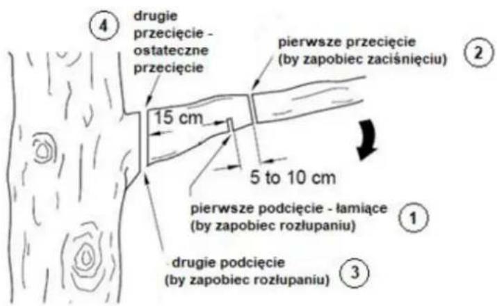 4 drugie przecięcie - ostateczne przecięcie 15 cm pierwsze przecięcie (by zapobiec zaciśnięciu) 5 to 10 cm pierwsze podcięcie - łamiące (by zapobiec rozłupaniu) 1 drugie podcięcie (by zapobiec rozłupaniu) 3