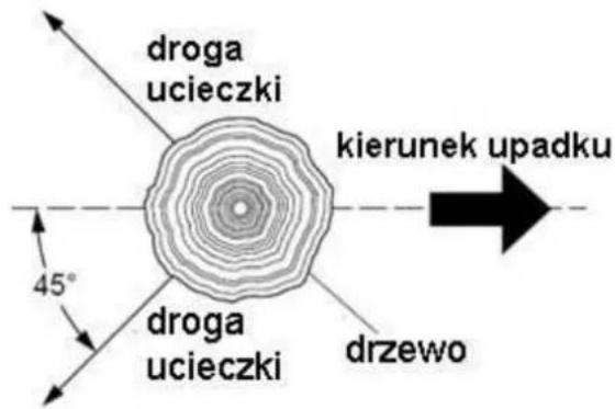 droga ucieczki kierunek upadku 45° droga ucieczki drzewo