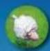 Granna Superfarmer Big Box - Przebieg gry - 9