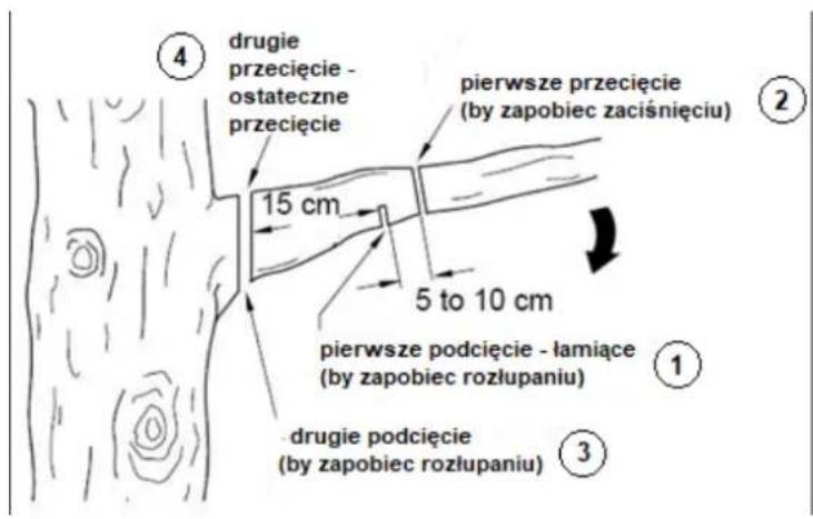 ④ drugie przecięcie - ostateczne przecięcie pierwsze przecięcie (by zapobiec zaciśnięciu) 15 cm 5 to 10 cm pierwsze podcięcie - łamiące (by zapobiec rozłupaniu) ① ③ drugie podcięcie (by zapobiec rozłupaniu)