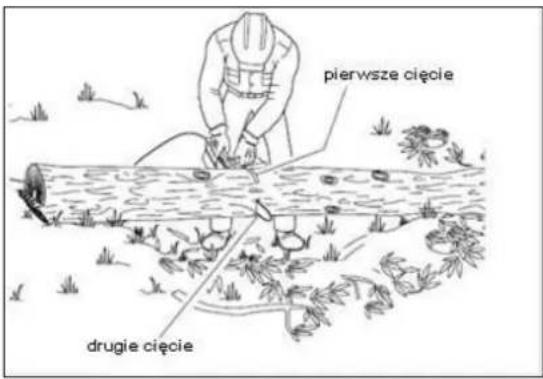 pierwsze cięcie drugie cięcie