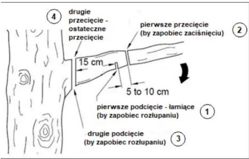 ④ drugie przecięcie - ostateczne przecięcie 15 cm pierwsze przecięcie (by zapobiec zaciśnięciu) 5 to 10 cm pierwsze podcięcie - łamiące (by zapobiec rozłupaniu) ① ③ drugie podcięcie (by zapobiec rozłupaniu)