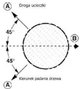 Droga ucieczki 45° Kierunek padania drzewa