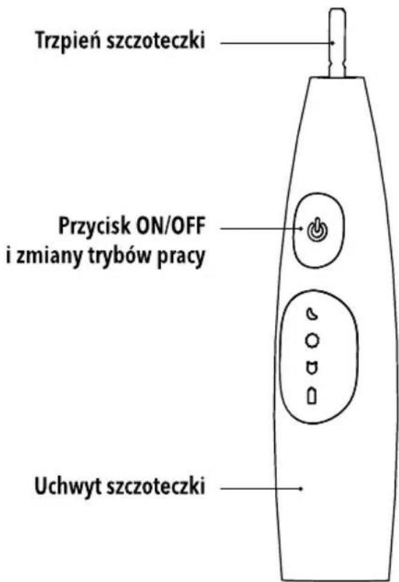 Trzpień szczoteczki Przycisk ON/OFF i zmiany trybów pracy Uchwyt szczoteczki