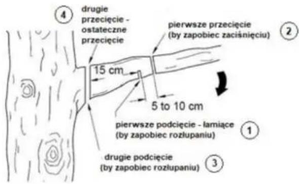 4 drugie przecięcie - ostateczne przecięcie 15 cm pierwsze przecięcie (by zapobiec zaciśnięciu) 2 5 to 10 cm pierwsze podcięcie - łamiące (by zapobiec rozłupaniu) ① ③ drugie podcięcie (by zapobiec rozłupaniu)