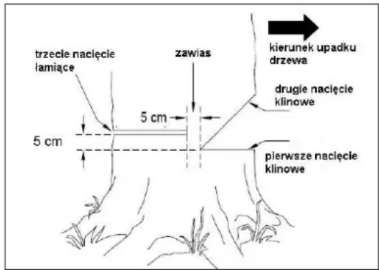 trzecie nacięcie lamiące 5 cm 5 cm zawias kierunek upadku drzewa drugie nacięcie klinowe pierwsze nacięcie klinowe
