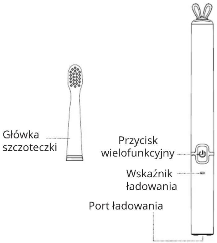 Główka szczoteczki Przycisk wielofunkcyjny Wskaźnik ładowania Port ładowania