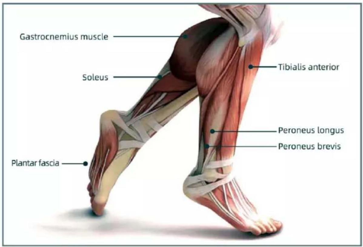 Gastrocnemius muscle Tibialis anterior Soleus Peroneus longus Peroneus brevis Plantar fascia