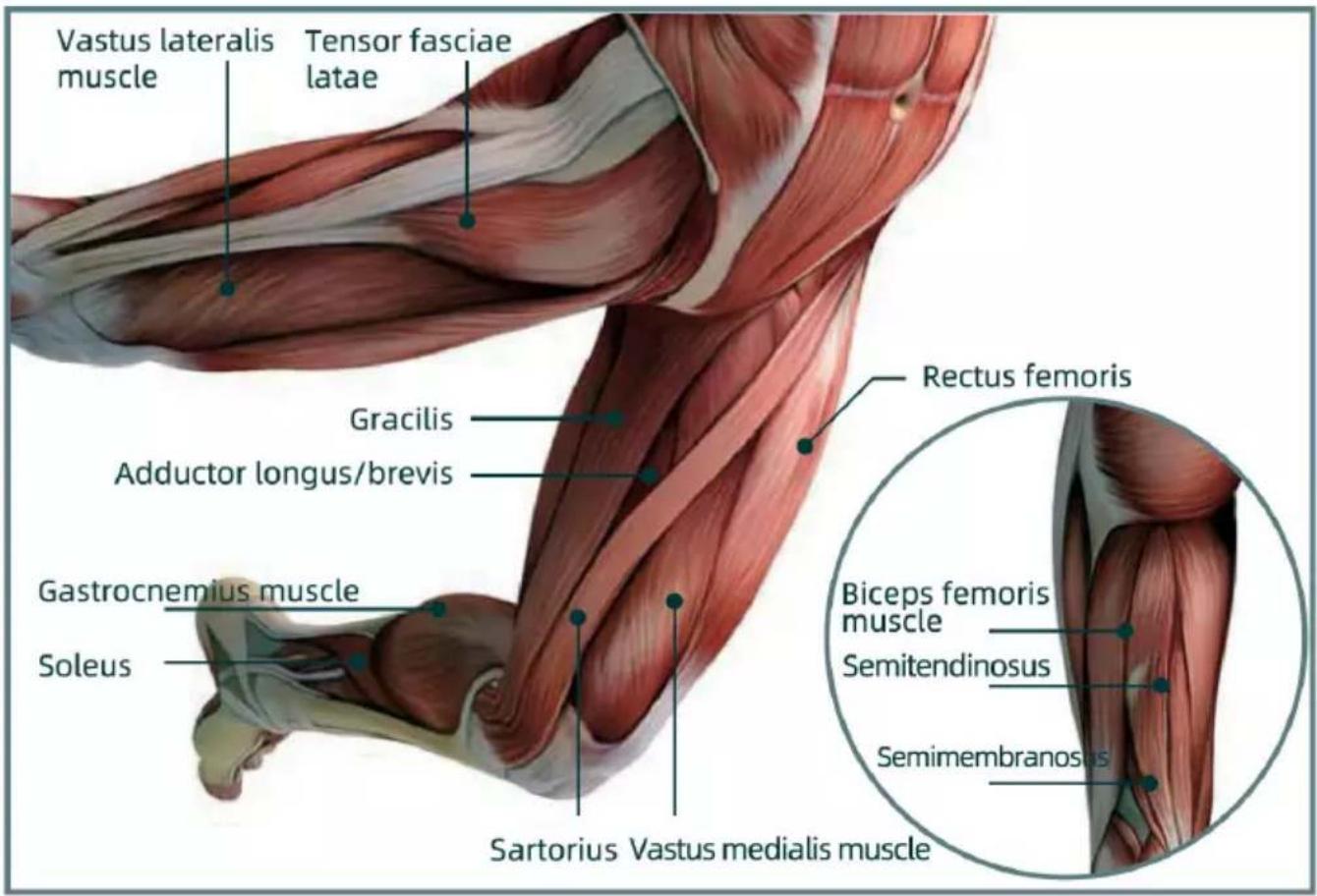 Vastus lateralis muscle Tensor fasciae latae Gracilis Adductor longus/brevis Gastrocnemius muscle Soleus Rectus femoris Biceps femoris muscle Semitendinosus Semimembranosus Sartorius Vastus medialis muscle