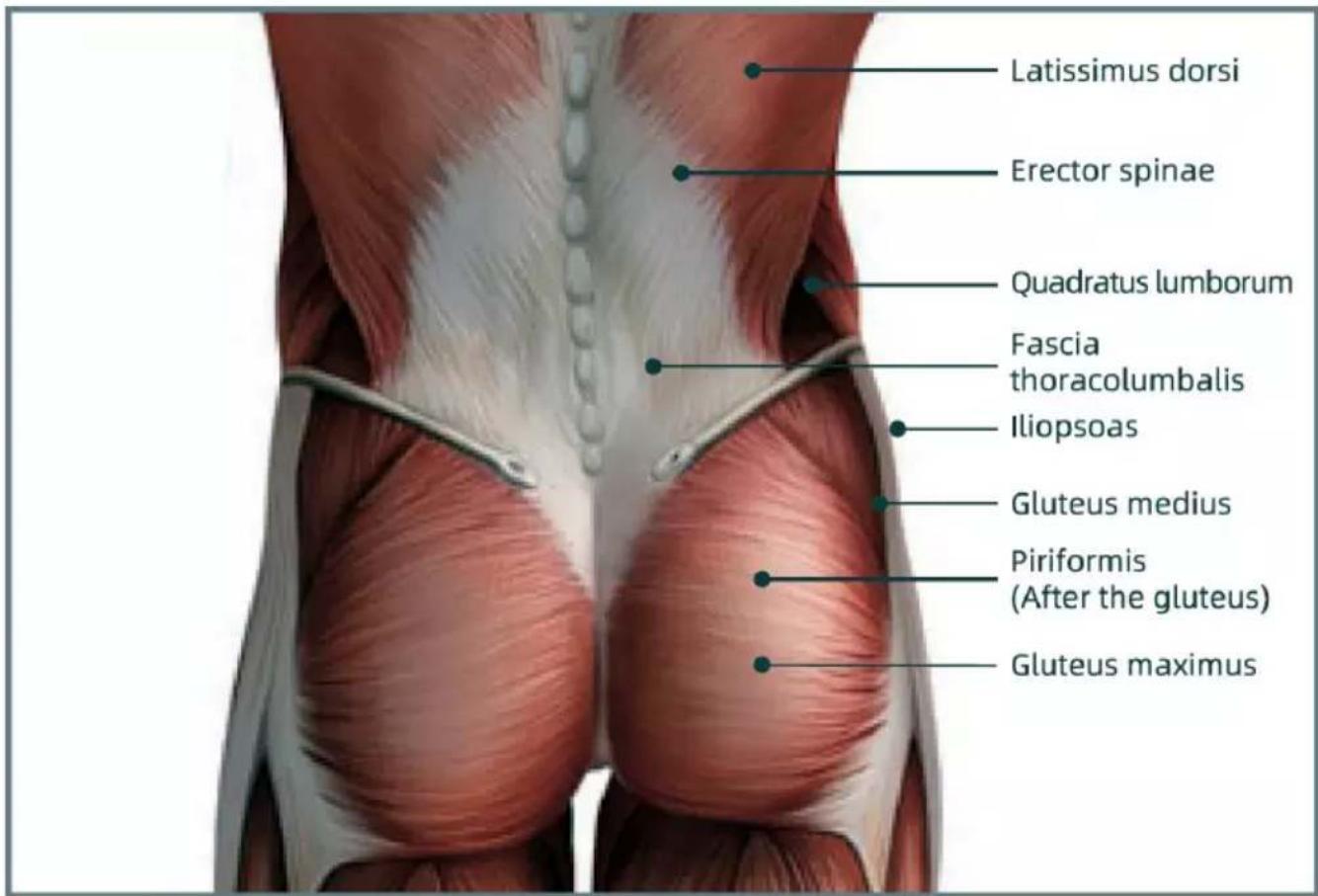Latissimus dorsi Erector spinae Quadratus lumborum Fascia thoracolumbalis Iliopsoas Gluteus medius Piriformis (After the gluteus) Gluteus maximus