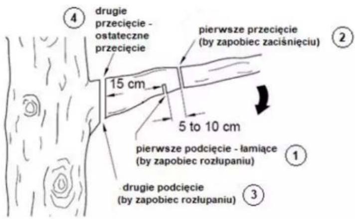 4 drugie przecięcie - ostateczne przecięcie 15 cm pierwsze przecięcie (by zapobiec zaciśnięciu) 2 5 to 10 cm pierwsze podcięcie - łamiące (by zapobiec rozłupaniu) 1 drugie podcięcie (by zapobiec rozłupaniu) 3