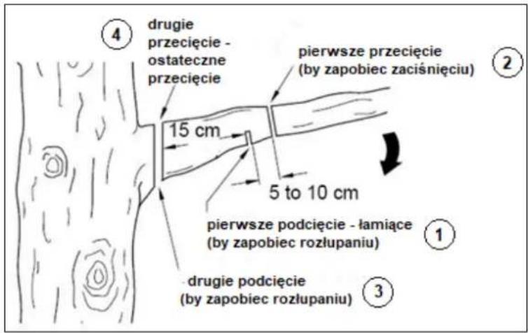 ④ drugie przecięcie - ostateczne przecięcie 15 cm pierwsze przecięcie (by zapobiec zaciśnięciu) 5 to 10 cm pierwsze podcięcie - łamiące (by zapobiec rozłupaniu) ① drugie podcięcie (by zapobiec rozłupaniu) ③