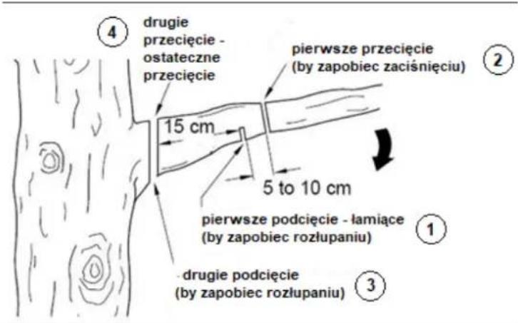④ drugie przecięcie - ostateczne przecięcie pierwsze przecięcie (by zapobiec zaciśnięciu) 15 cm 5 to 10 cm pierwsze podcięcie - łamiące (by zapobiec rozłupaniu) ① drugie podcięcie (by zapobiec rozłupaniu) ③