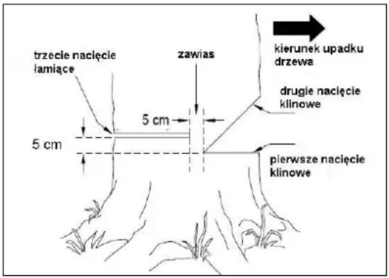 trzecie nacięcie lamiące 5 cm 5 cm zawias kierunek upadku drzewa drugie nacięcie klinowe pierwsze nacięcie klinowe