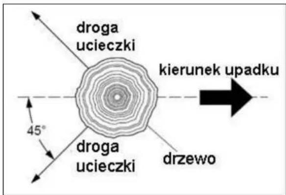 droga ucieczki kierunek upadku 45° droga ucieczki drzewo