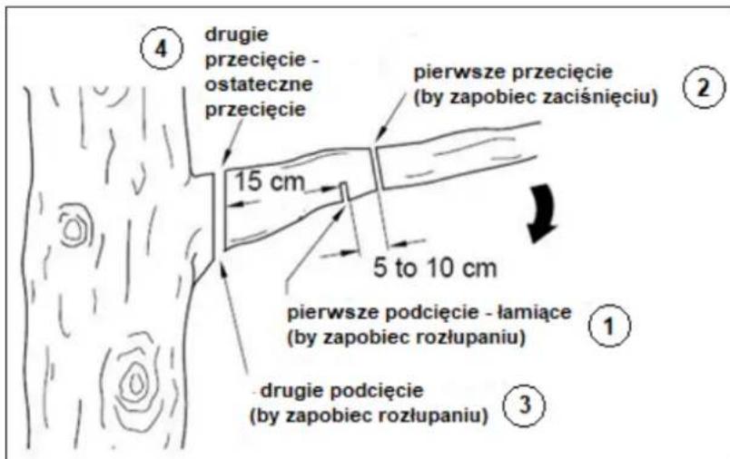 ④ drugie przecięcie - ostateczne przecięcie 15 cm pierwsze przecięcie (by zapobiec zaciśnięciu) 5 to 10 cm pierwsze podcięcie - łamiące (by zapobiec rozłupaniu) ① ③ drugie podcięcie (by zapobiec rozłupaniu)