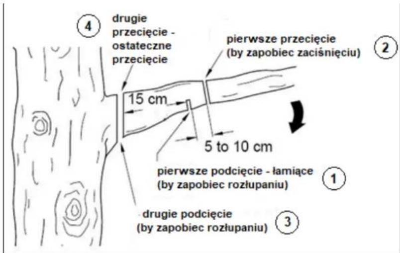④ drugie przecięcie - ostateczne przecięcie 15 cm pierwsze przecięcie (by zapobiec zaciśnięciu) 5 to 10 cm pierwsze podcięcie - łamiące (by zapobiec rozłupaniu) ① ③ drugie podcięcie (by zapobiec rozłupaniu)
