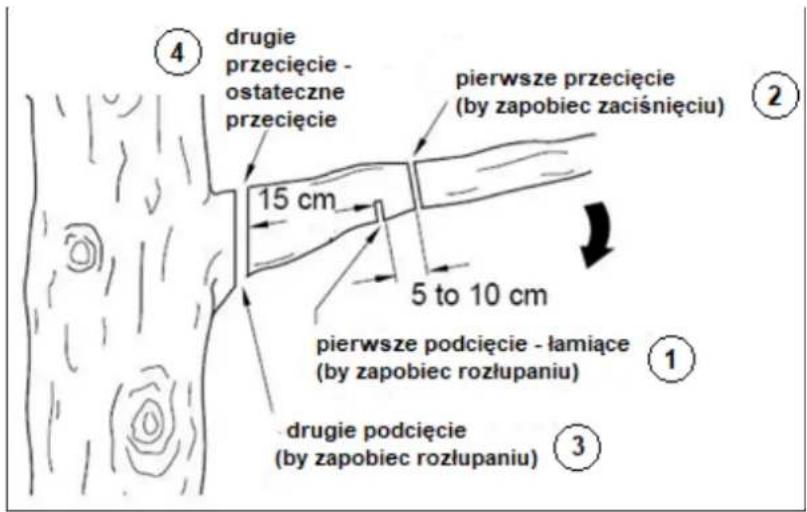 ④ drugie przecięcie - ostateczne przecięcie pierwsze przecięcie (by zapobiec zaciśnięciu) 15 cm 5 to 10 cm pierwsze podcięcie - łamiące (by zapobiec rozłupaniu) ① ③ drugie podcięcie (by zapobiec rozłupaniu)