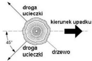 droga ucieczki kierunek upadku 45° droga ucieczki drzewo