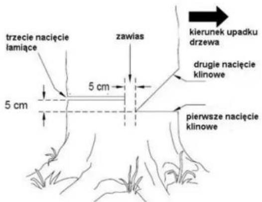 trzecie nacięcie łąmiące 5 cm zawias kierunek upadku drzewa drugie nacięcie klinowe 5 cm pierwsze nacięcie klinowe