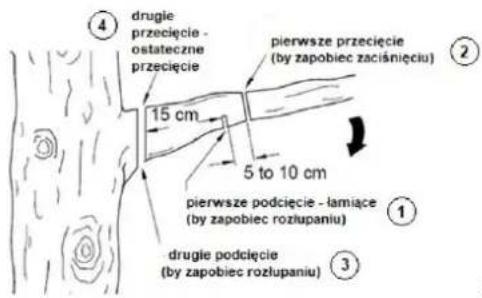 4 drugie przecięcie - ostateczne przecięcie pierwsze przecięcie (by zapobiec zaciśnięciu) 15 cm 5 to 10 cm pierwsze podcięcie - łamiące (by zapobiec rozłupaniu) ① ② ③ ④ drugie podcięcie (by zapobiec rozłupaniu)