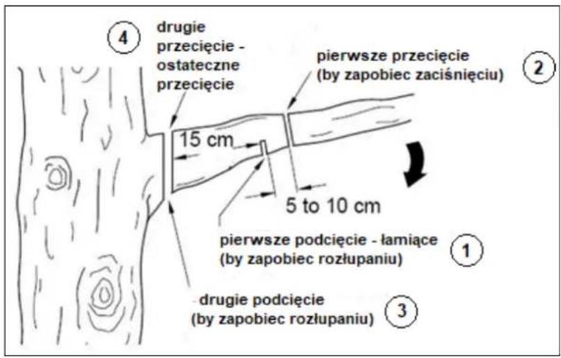 ④ drugie przecięcie - ostateczne przecięcie pierwsze przecięcie (by zapobiec zaciśnięciu) 15 cm 5 to 10 cm pierwsze podcięcie - łamiące (by zapobiec rozłupaniu) ① ③ drugie podcięcie (by zapobiec rozłupaniu)