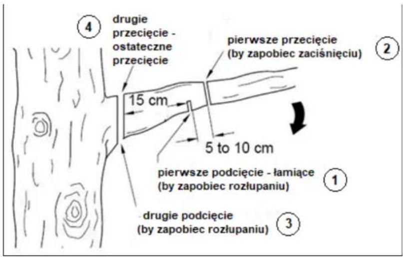 ④ drugie przecięcie - ostateczne przecięcie 15 cm pierwsze przecięcie (by zapobiec zaciśnięciu) 5 to 10 cm pierwsze podcięcie - łamiące (by zapobiec rozłupaniu) ① ③ drugie podcięcie (by zapobiec rozłupaniu)