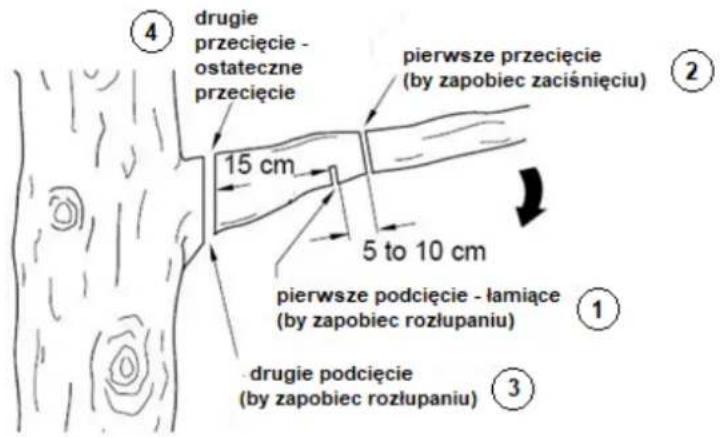 4 drugie przecięcie - ostateczne przecięcie 15 cm pierwsze przecięcie (by zapobiec zaciśnięciu) 5 to 10 cm pierwsze podcięcie - łamiące (by zapobiec rozłupaniu) 1 drugie podcięcie (by zapobiec rozłupaniu) 3