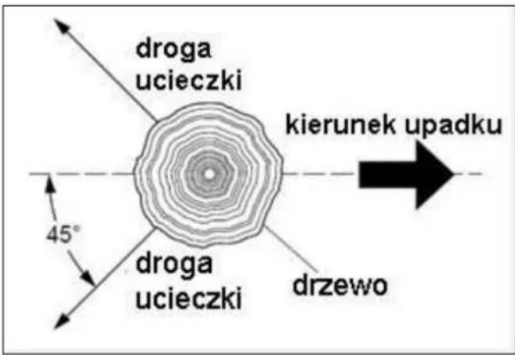 droga ucieczki kierunek upadku 45° droga ucieczki drzewo