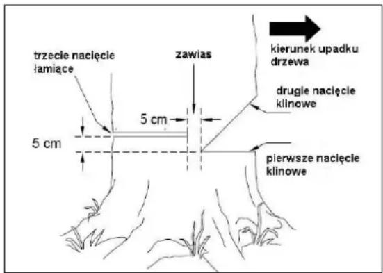 trzecie nacięcie lamiące 5 cm 5 cm zawias kierunek upadku drzewa drugie nacięcie klinowe pierwsze nacięcie klinowe