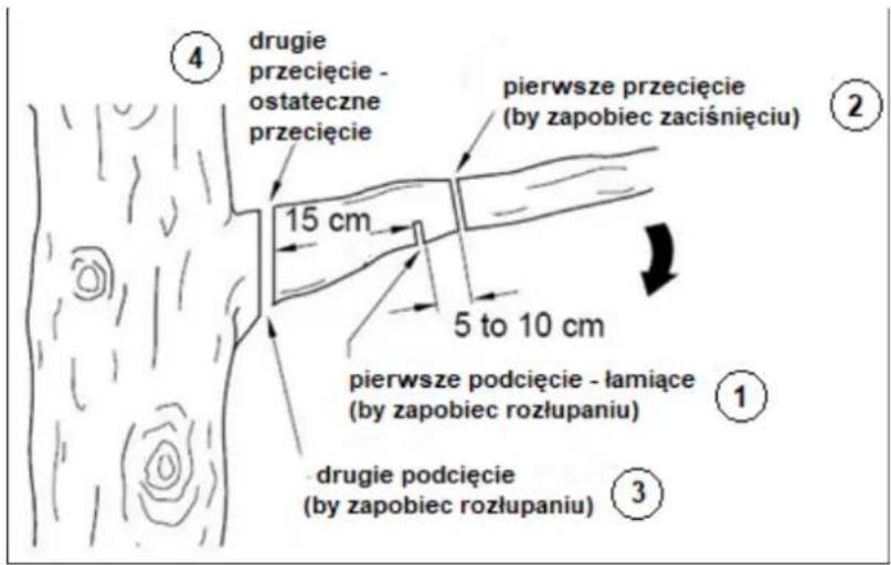 ④ drugie przecięcie - ostateczne przecięcie 15 cm pierwsze przecięcie (by zapobiec zaciśnięciu) 5 to 10 cm pierwsze podcięcie - łamiące (by zapobiec rozłupaniu) ① ③ drugie podcięcie (by zapobiec rozłupaniu)
