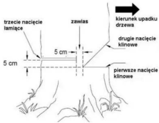 trzecie nacięcie lamiące 5 cm zawias kierunek upadku drzewa drugie nacięcie klinowe pierwsze nacięcie klinowe