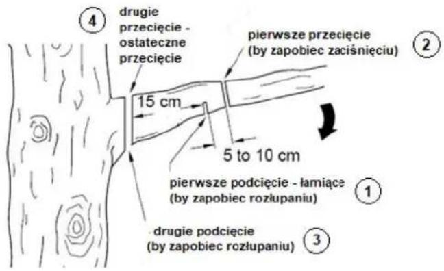 ④ drugie przecięcie - ostateczne przecięcie 15 cm pierwsze przecięcie (by zapobiec zaciśnięciu) 5 to 10 cm pierwsze podcięcie - łamiące (by zapobiec rozłupaniu) ① - drugie podcięcie (by zapobiec rozłupaniu) ③