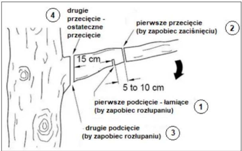 ④ drugie przecięcie - ostateczne przecięcie 15 cm pierwsze przecięcie (by zapobiec zaciśnięciu) 5 to 10 cm pierwsze podcięcie - łamiące (by zapobiec rozłupaniu) ① ③ drugie podcięcie (by zapobiec rozłupaniu)