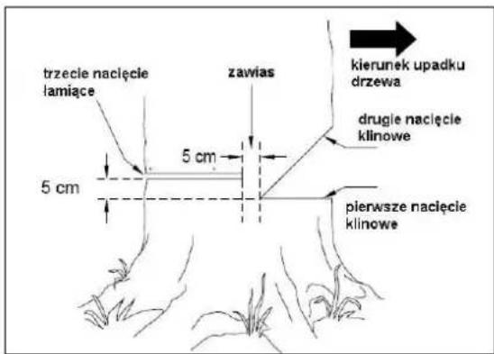 trzecie nacięcie lamiące 5 cm 5 cm zawias kierunek upadku drzewa drugie nacięcie klinowe pierwsze nacięcie klinowe