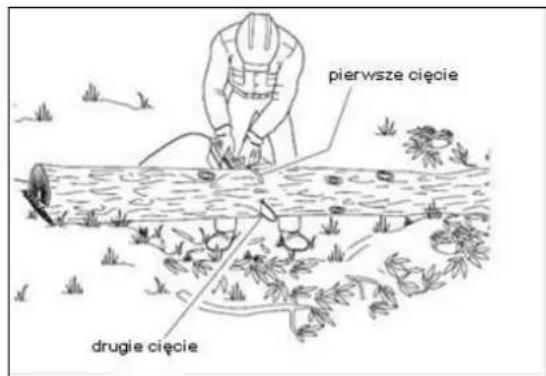 pierwsze cięcie drugie cięcie