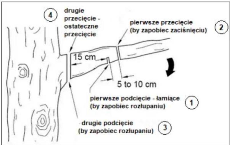 ④ drugie przecięcie - ostateczne przecięcie 15 cm pierwsze przecięcie (by zapobiec zaciśnięciu) 5 to 10 cm pierwsze podcięcie - łamiące (by zapobiec rozłupaniu) ① ③ drugie podcięcie (by zapobiec rozłupaniu)