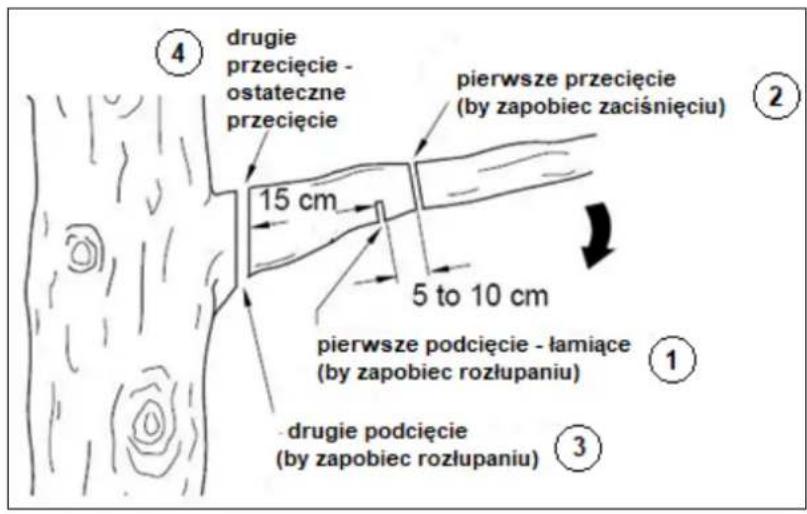 ④ drugie przecięcie - ostateczne przecięcie pierwsze przecięcie (by zapobiec zaciśnięciu) 15 cm 5 to 10 cm pierwsze podcięcie - łamiące (by zapobiec rozłupaniu) ① ③ drugie podcięcie (by zapobiec rozłupaniu)