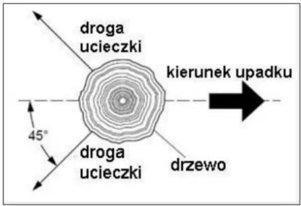 droga ucieczki kierunek upadku 45° droga ucieczki drzewo