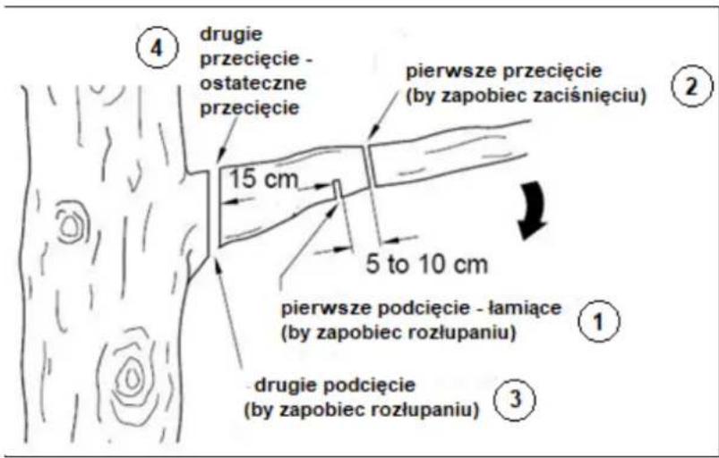 ④ drugie przecięcie - ostateczne przecięcie 15 cm pierwsze przecięcie (by zapobiec zaciśnięciu) 5 to 10 cm pierwsze podcięcie - łamiące (by zapobiec rozłupaniu) ① ③ drugie podcięcie (by zapobiec rozłupaniu)