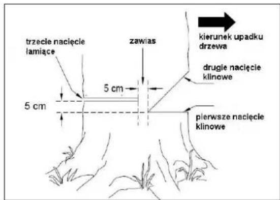 trzecie nacięcie lamiące 5 cm 5 cm zawias kierunek upadku drzewa drugie nacięcie klinowe pierwsze nacięcie klinowe