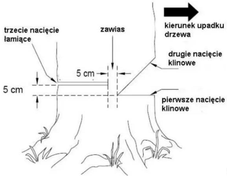 trzecie nacięcie lamiące 5 cm zawias kierunek upadku drzewa drugie nacięcie klinowe 5 cm pierwsze nacięcie klinowe