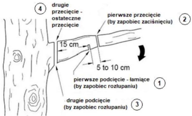 4 drugie przecięcie - ostateczne przecięcie 15 cm pierwsze przecięcie (by zapobiec zaciśnięciu) 5 to 10 cm pierwsze podcięcie - łamiące (by zapobiec rozłupaniu) 1 drugie podcięcie (by zapobiec rozłupaniu) 3