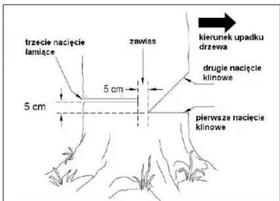 trzecie nacięcie lamiące zawias kierunek upadku drzewa drugie nacięcie klinowe 5 cm 5 cm pierwsze nacięcie klinowe