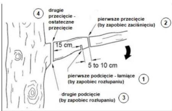 ④ drugie przecięcie - ostateczne przecięcie 15 cm pierwsze przecięcie (by zapobiec zaciśnięciu) 5 to 10 cm pierwsze podcięcie - łamiące (by zapobiec rozłupaniu) ① ③ drugie podcięcie (by zapobiec rozłupaniu)