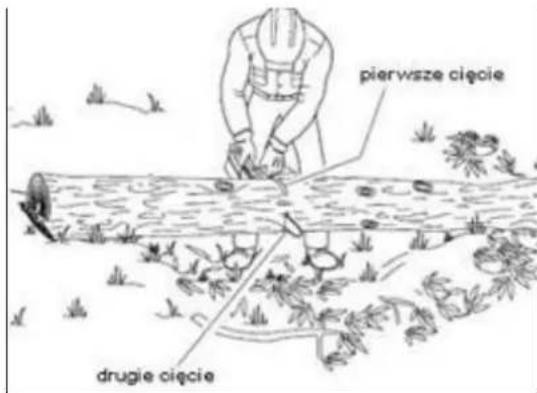 pierwsze cięcie drugie cięcie